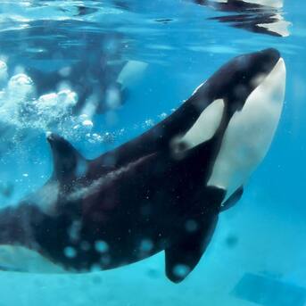 La sorprendente táctica de unos cachalotes para evitar ser cazadas por un grupo de orcas