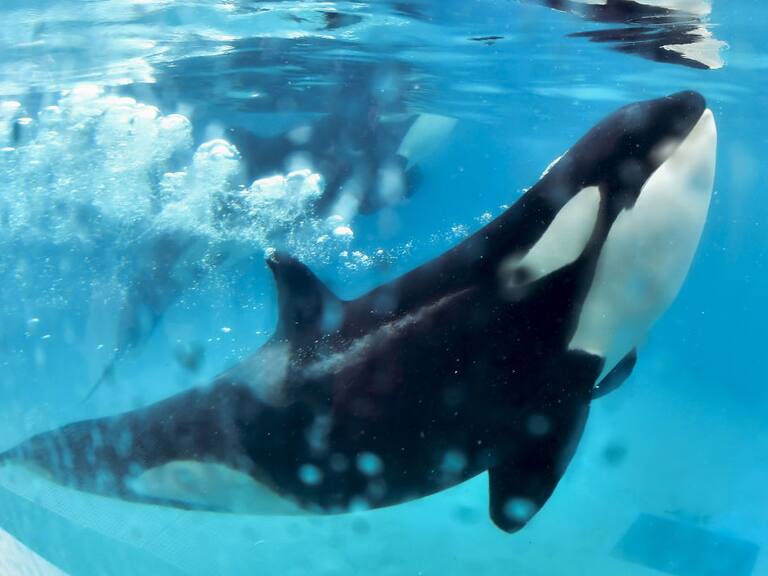 Una orca en el show del acuario japonés de Kamogawa