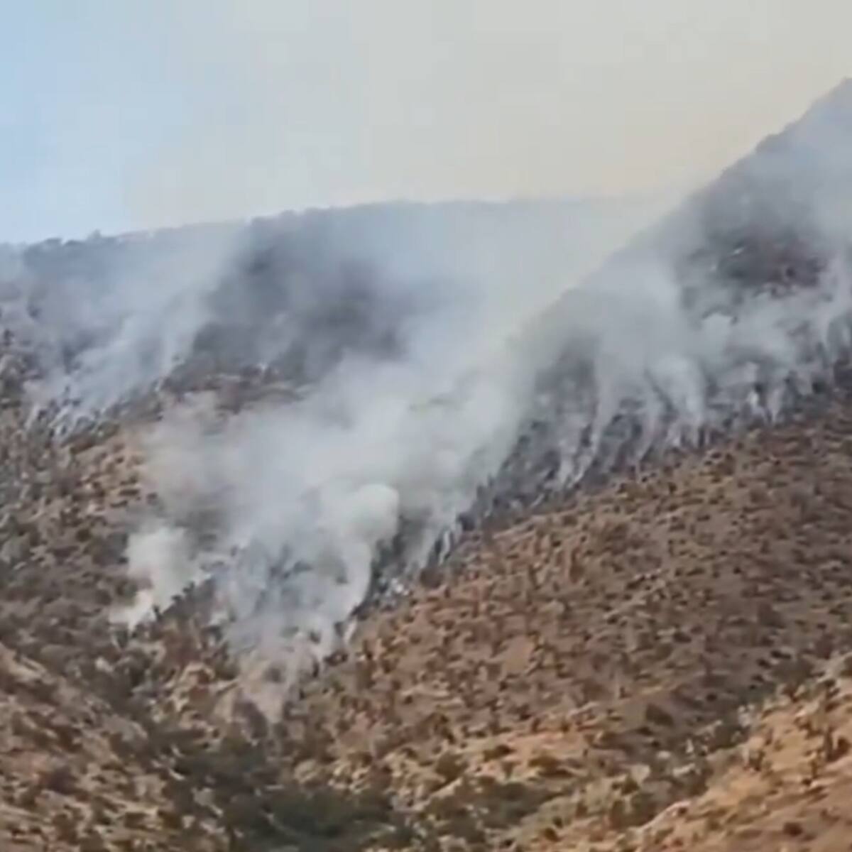Incendio forestal afecta al sector de Túnel Lo Prado en Curacaví: hay 90 hectáreas dañadas
