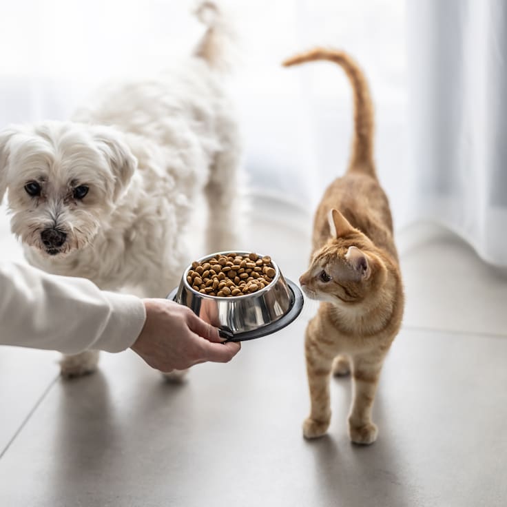 ¿Son realmente necesarios? Las claves que revelan por qué este alimento no es “relleno” nutricional para mascotas