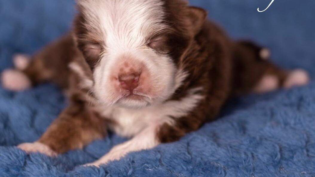 Skippers, perrita que nació con seis patas, dos colas y dos órganos reproductores