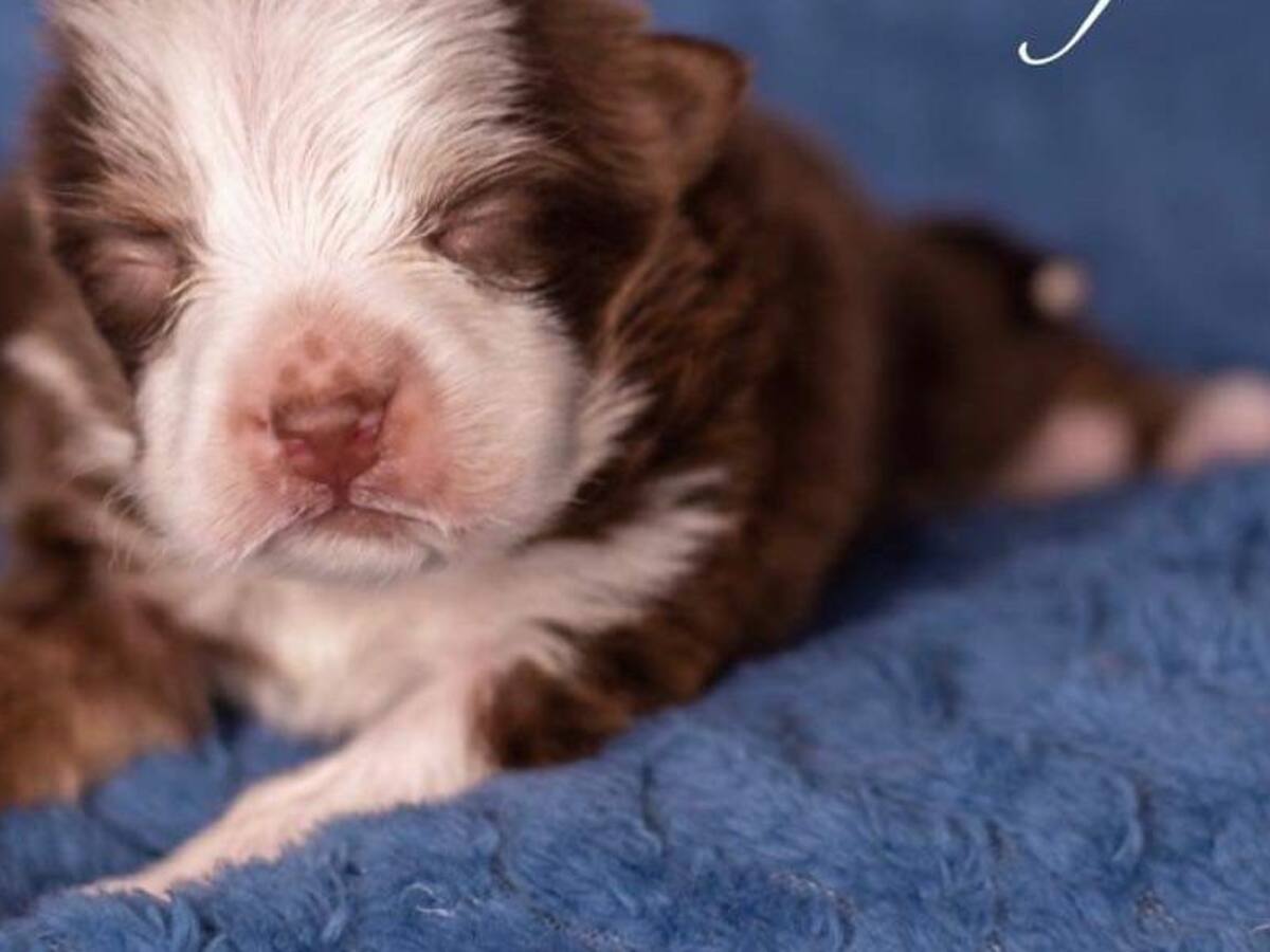 «Un milagro»: Perrita nació con seis patas, dos colas y dos aparatos reproductivos