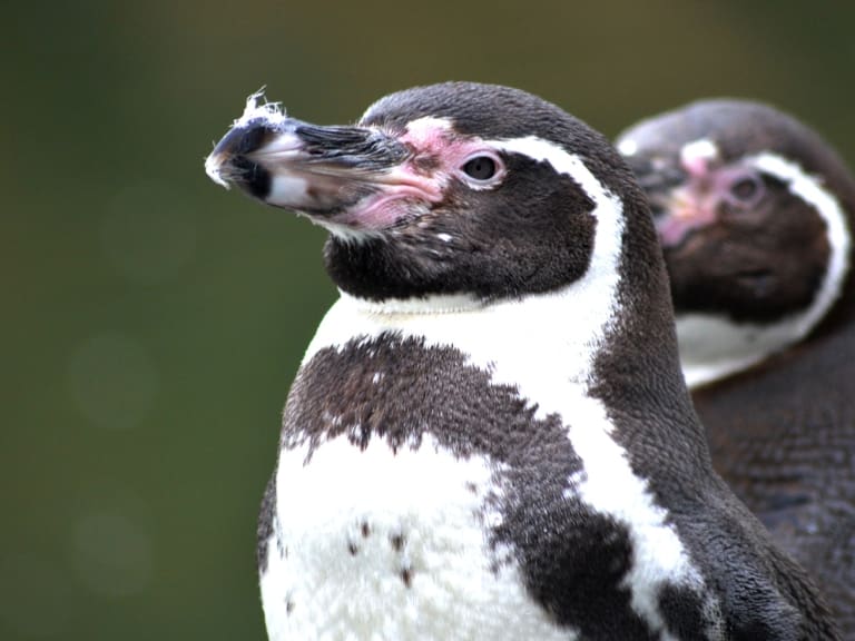 Alertan muerte masiva de pingüinos de Humboldt por gripe aviar