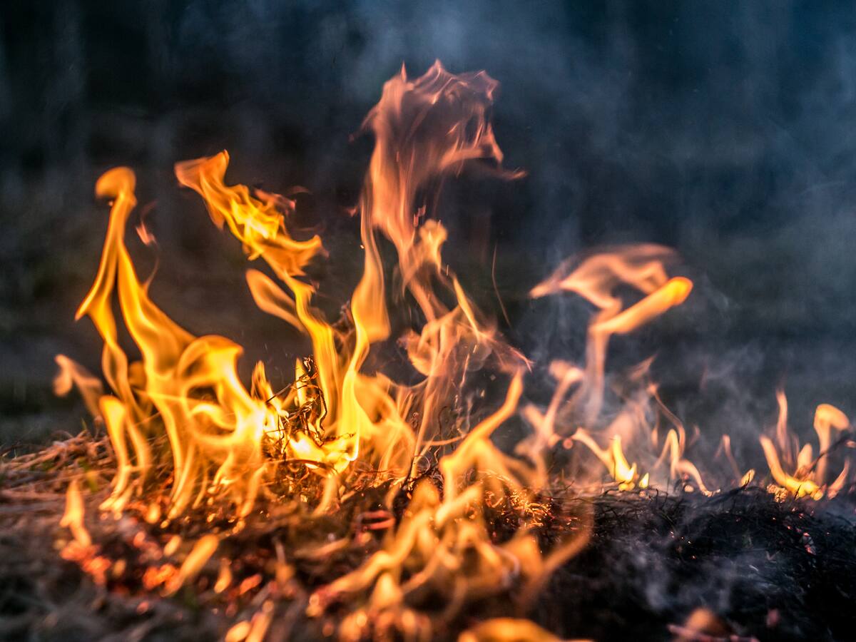 Investigan intencionalidad en incendio forestal donde murieron tres brigadistas en Los Sauces: “Al parecer fue una pelea entre vecinos”