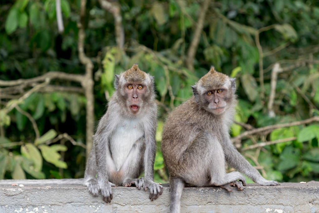 BALI, INDONESIA - AUGUST 13: Two long tailed Balinese Macaque at Padangtegal Great Temple of Death in Bali, Indonesia on August 13, 2019. Pura Dalem Agung Padangtegal, or Padangtegal Great Temple of Death located in the Sacred Monkey Forest Sanctuary or Ubud Monkey Forest. (Photo by Athanasios Gioumpasis/Getty Images)