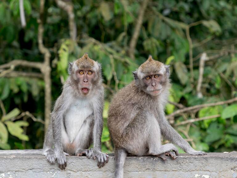 BALI, INDONESIA - AUGUST 13: Two long tailed Balinese Macaque at Padangtegal Great Temple of Death in Bali, Indonesia on August 13, 2019. Pura Dalem Agung Padangtegal, or Padangtegal Great Temple of Death located in the Sacred Monkey Forest Sanctuary or Ubud Monkey Forest. (Photo by Athanasios Gioumpasis/Getty Images)
