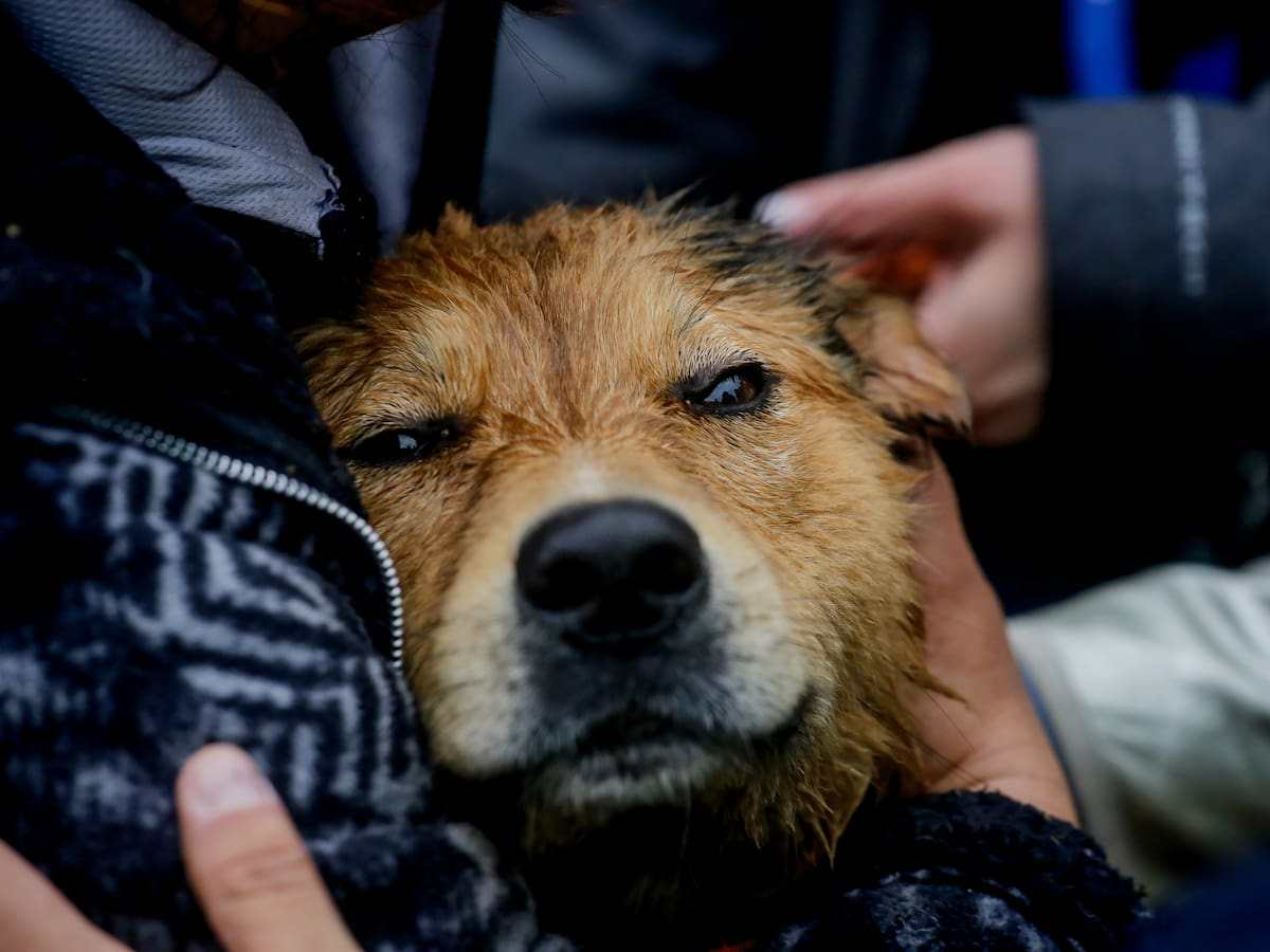 Morocho busca hogar tras sobrevivir a la crecida del Mapocho: el perrito que ahora necesita una familia