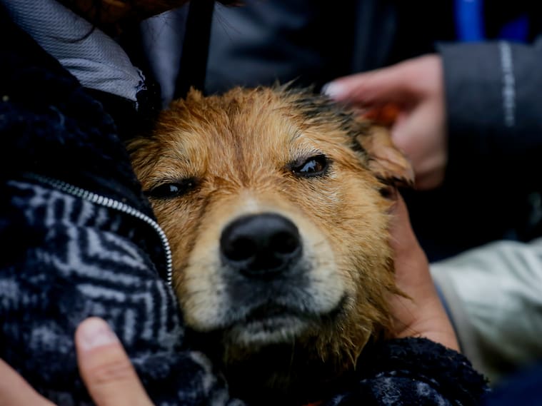 6 de octubre de 2026/SANTIAGO"Morocho" logra salir del caudal del río mapocho, en donde se mantuvo atrapado por varias horas debido a la crecida del caudal, producto de las precipitaciones que se han registrado en las últimas horas.
FOTO: HANS SCOTT/AGENCUAUNO