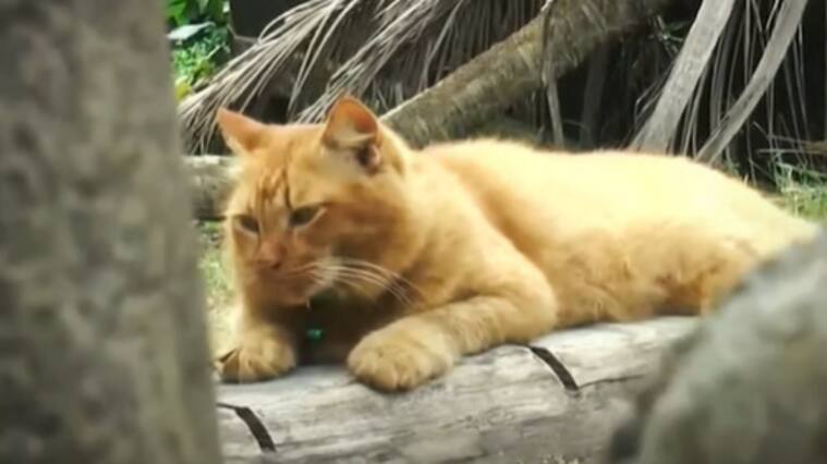 Captura RT