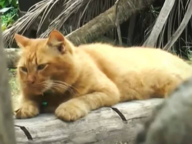 La historia de la gata que ha visitado la tumba de su dueño por dos años