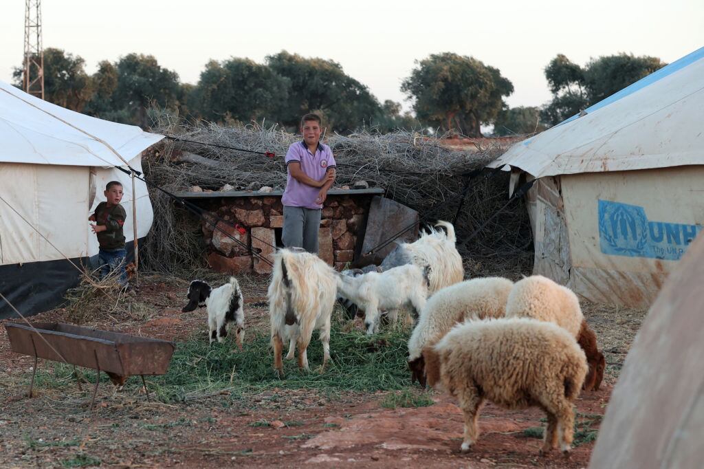 Niños juegan con animales en un campamento de refugiados de Siria