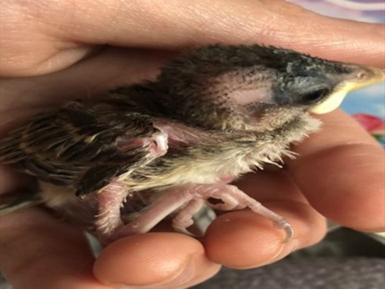 La historia de «Pioji»: La cría de zorzal que sobrevivió gracias al cuidado una penquista