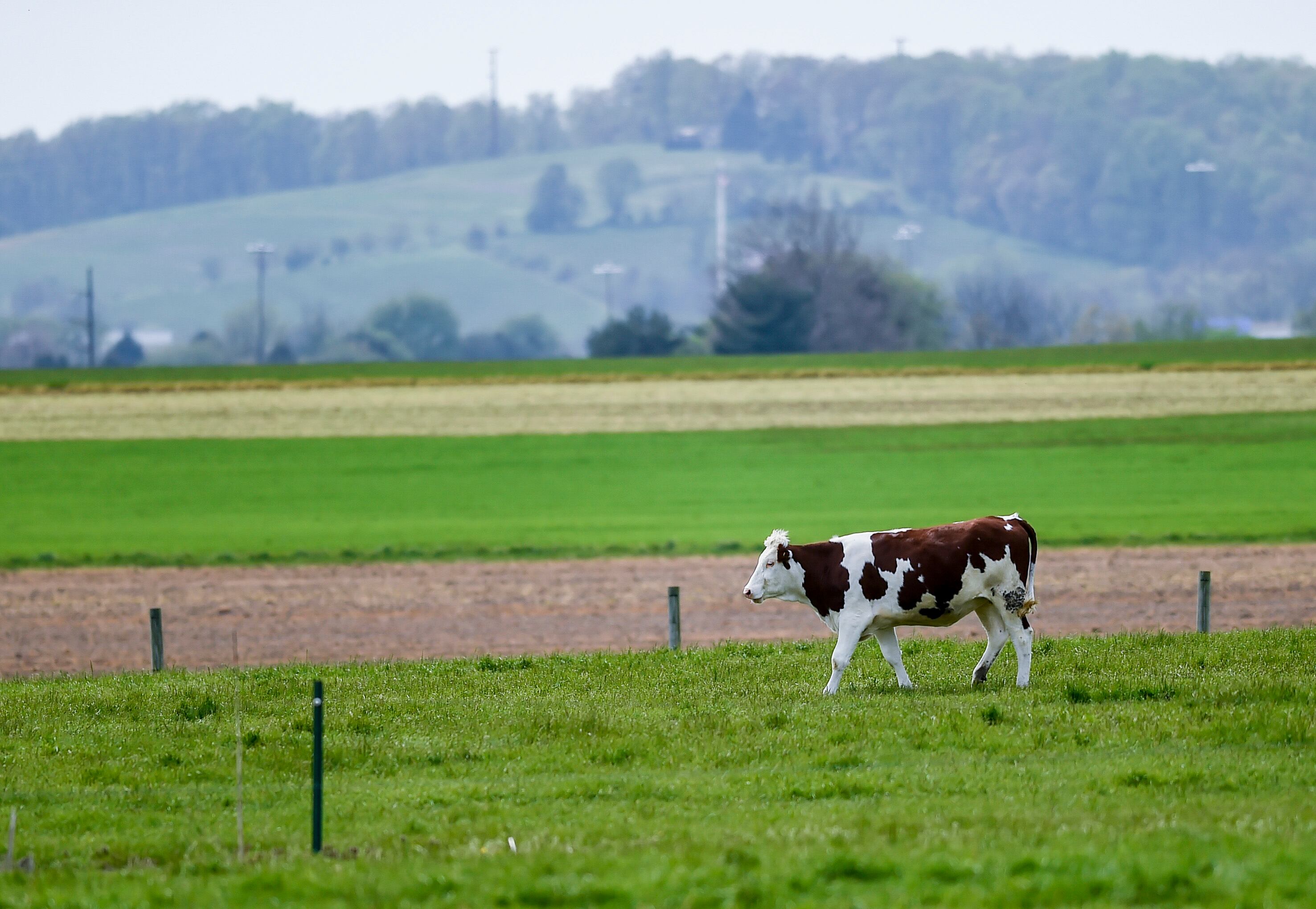 veterinaria grave por fiebre Q