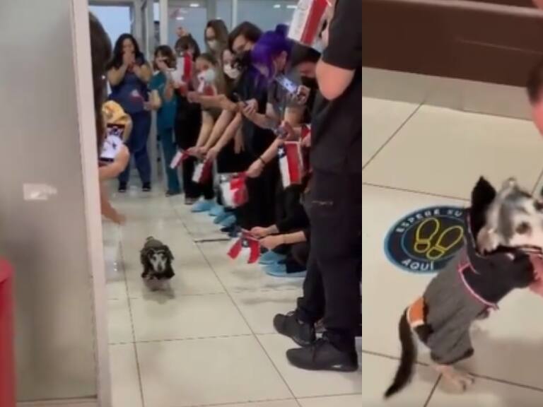 Perrito recibe el alta médica tras 22 días internado entre aplausos, cuecas y banderas chilenas