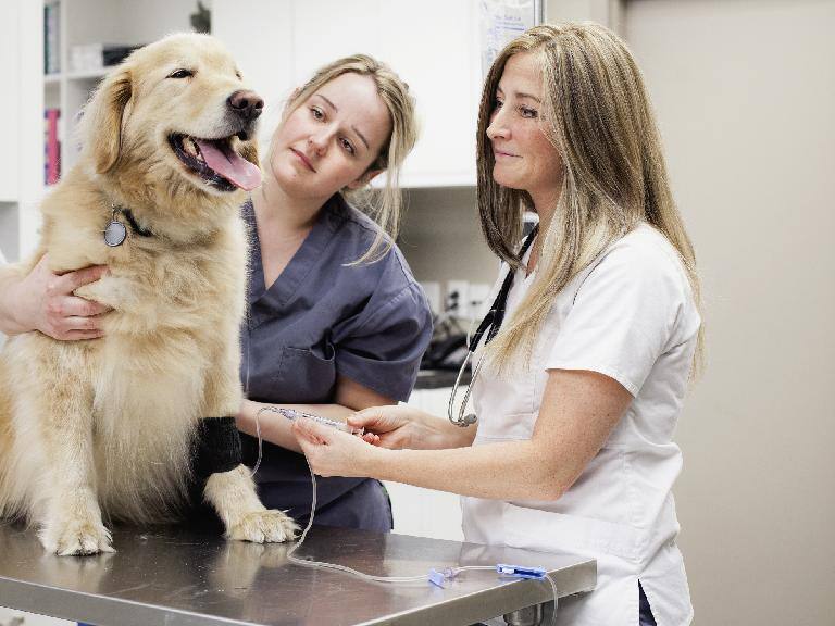 Pareja se escapa de veterinario sin pagar, pero cometieron un error que hizo que los encontraran rápidamente