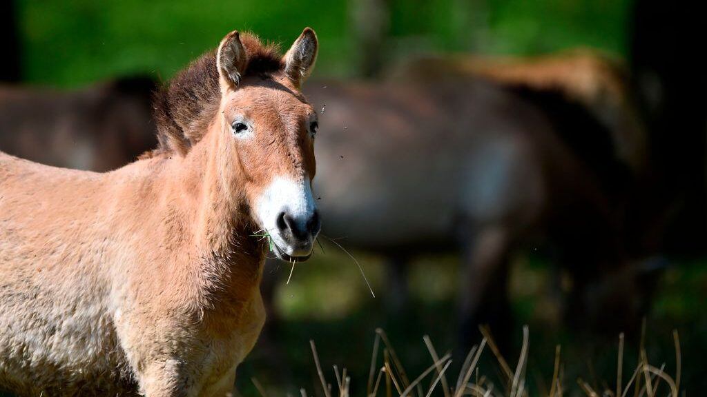 A Przewalski's horse is pictured on 20 April, 2018 at Sainte-Croix animal park in Rhodes, eastern France. (Photo by JEAN-CHRISTOPHE VERHAEGEN / AFP)        (Photo credit should read JEAN-CHRISTOPHE VERHAEGEN/AFP via Getty Images)