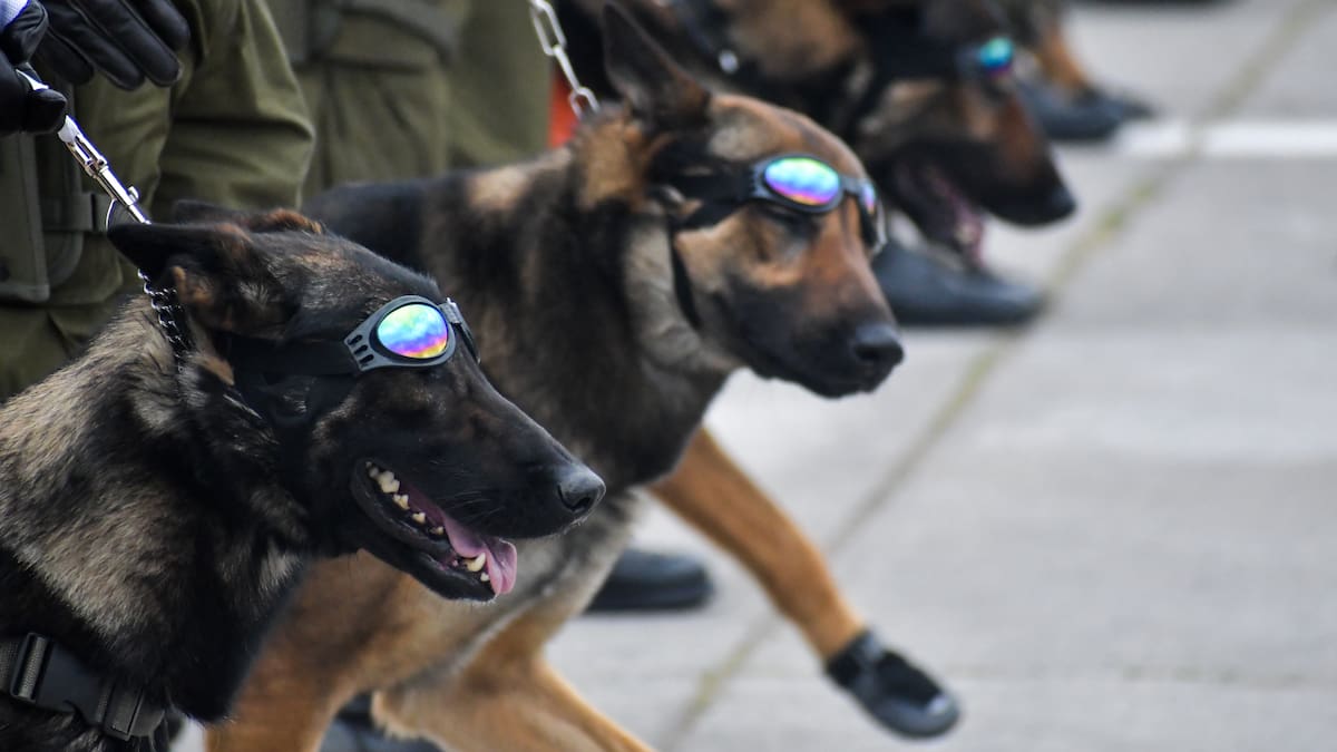 De cachorros a expertos: así entrenan los perros del Ejército para la Parada Militar 2026
