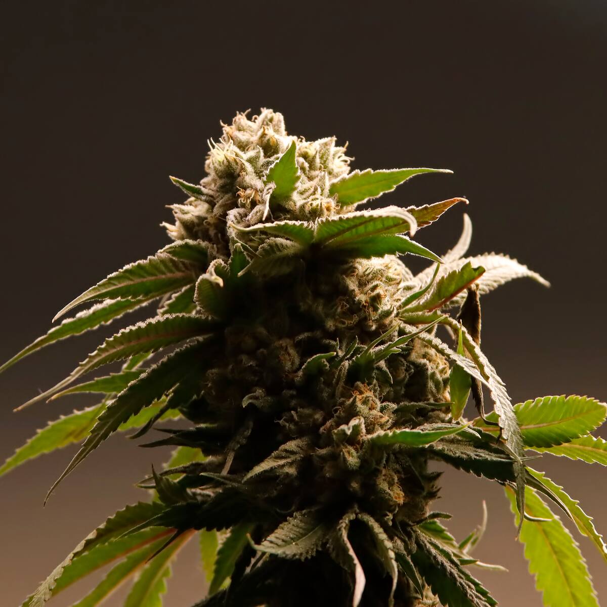 ¿Qué puede provocar el consumo de cannabis en adolescentes? Estudio chileno busca respuestas sobre sus efectos a futuro