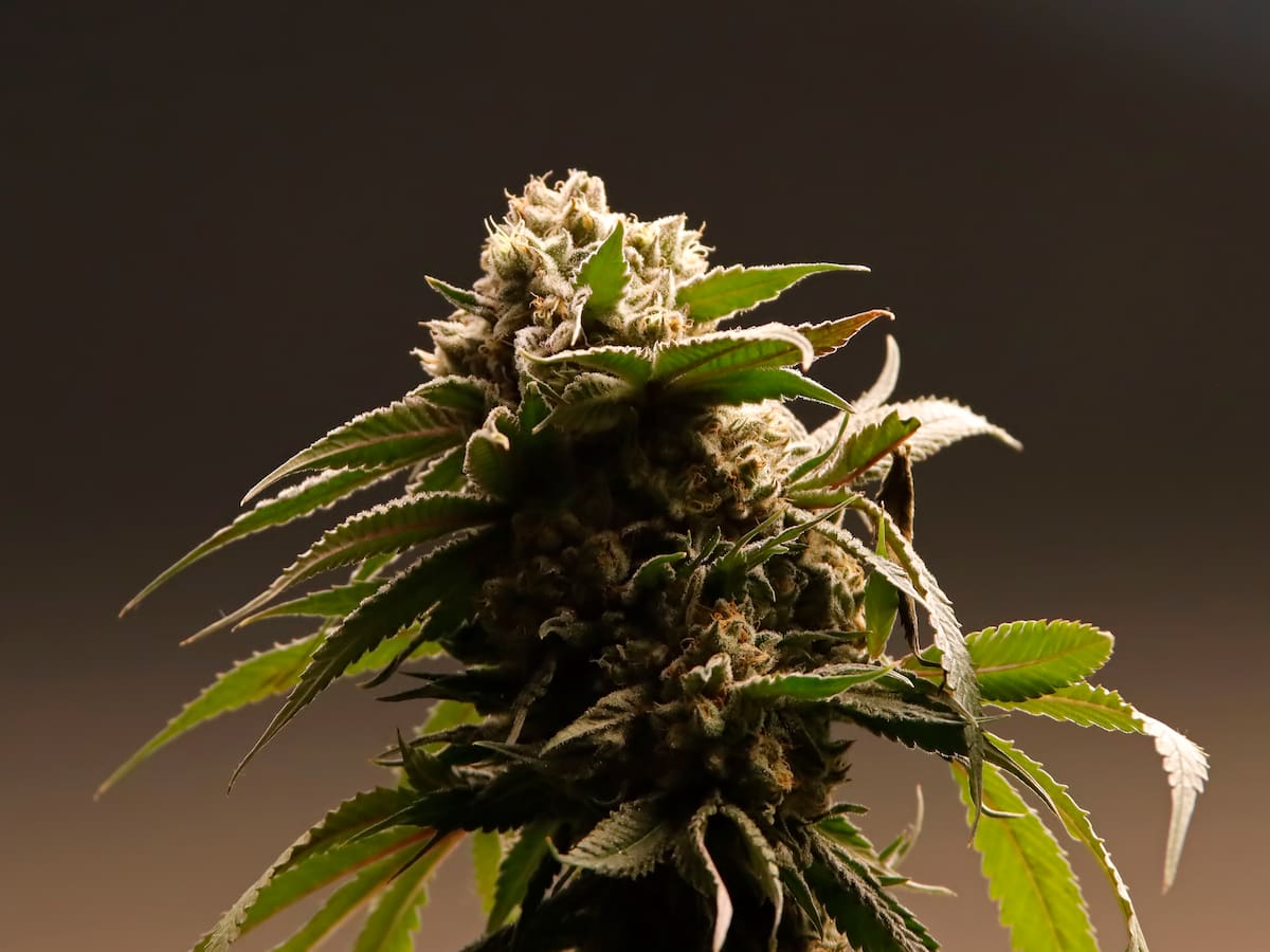 ¿Qué puede provocar el consumo de cannabis en adolescentes? Estudio chileno busca respuestas sobre sus efectos a futuro