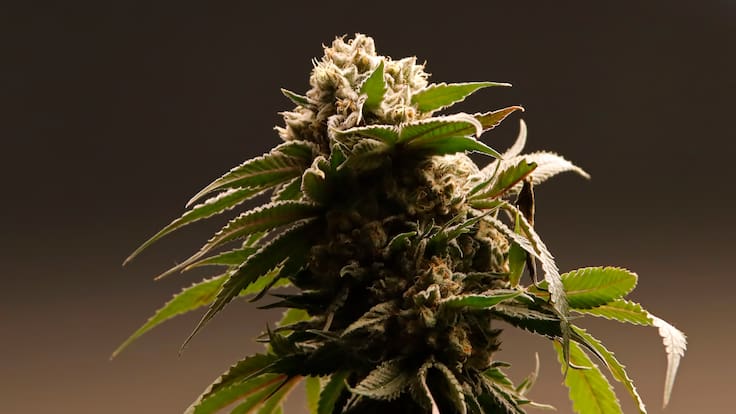 ¿Qué puede provocar el consumo de cannabis en adolescentes? Estudio chileno busca respuestas sobre sus efectos a futuro
