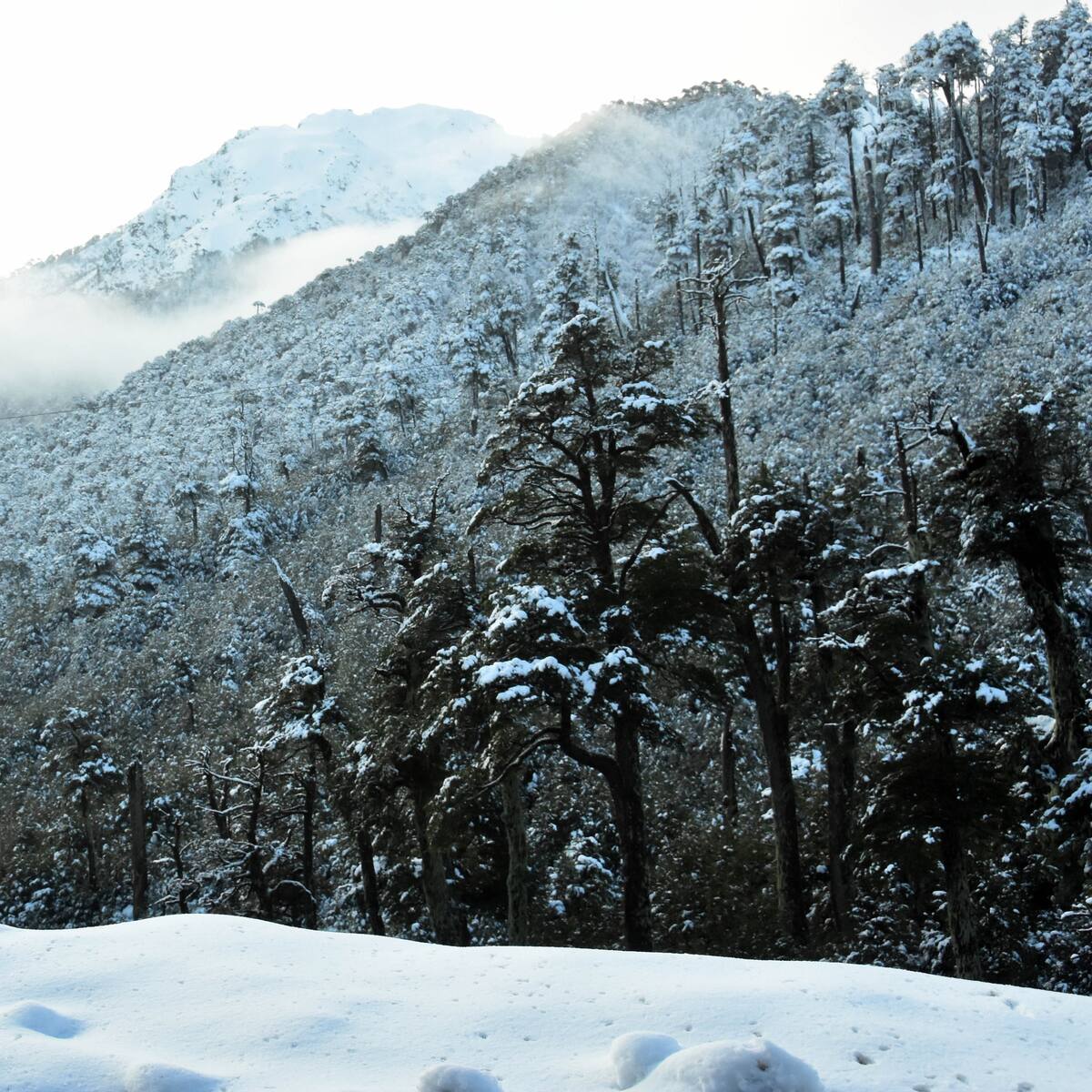 Reportan una persona desaparecida tras avalancha de nieve en Alto del Carmen