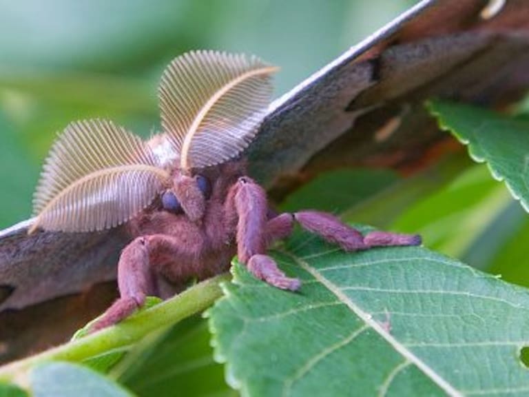 Qué son las tarántulas con alas