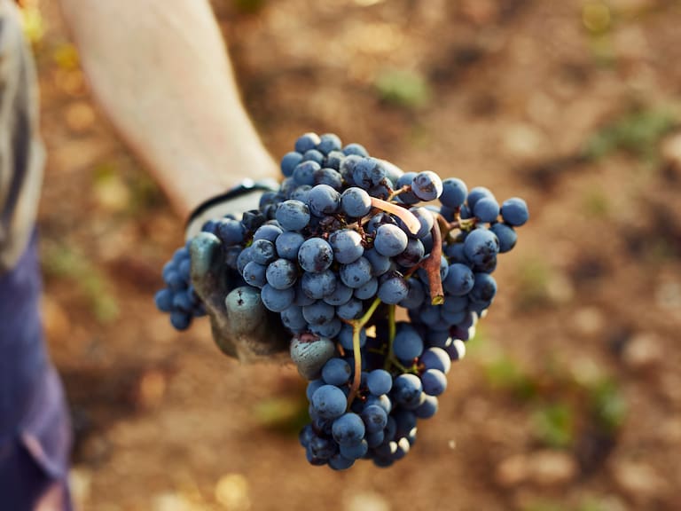 Piel más firme y luminosa: estas frutas ayudan a activar el colágeno de forma natural