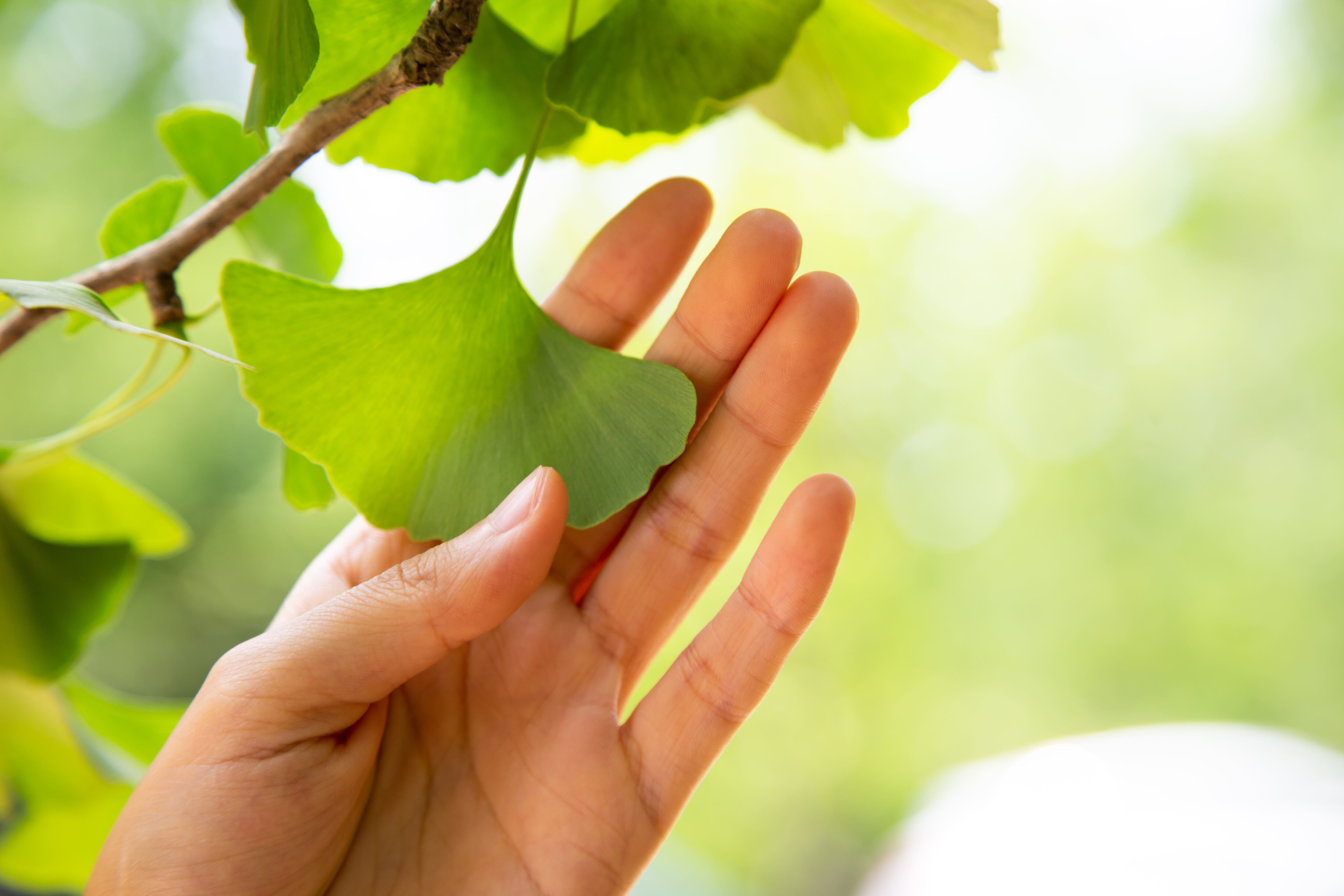 ginkgo leaves