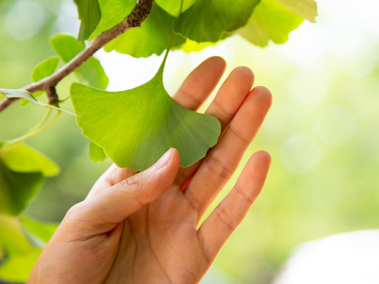 ginkgo leaves