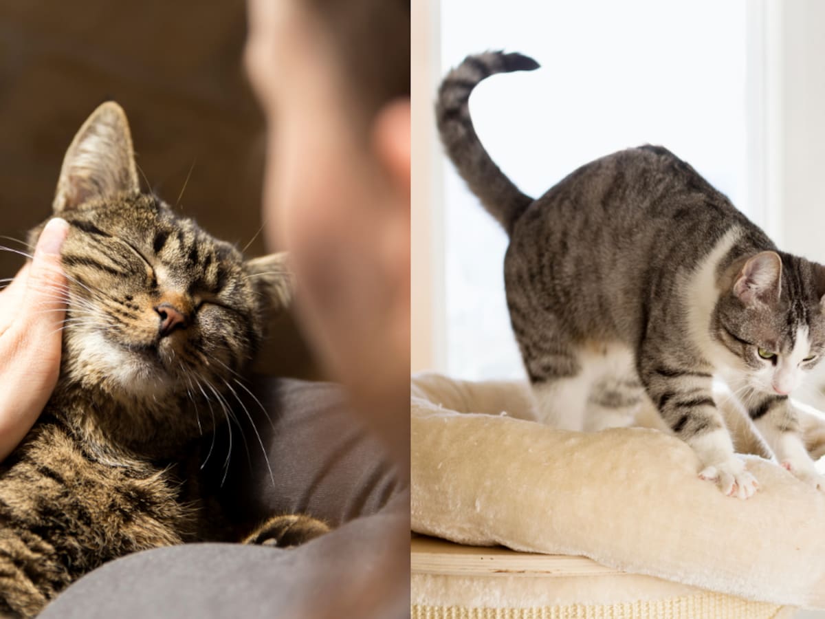 ¿Por qué los gatos amasan a sus dueños? Estas serían las razones (y no siempre son por afecto)