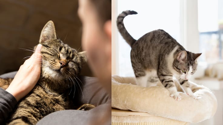 ¿Por qué los gatos amasan a sus dueños? Estas serían las razones (y no siempre son por afecto)