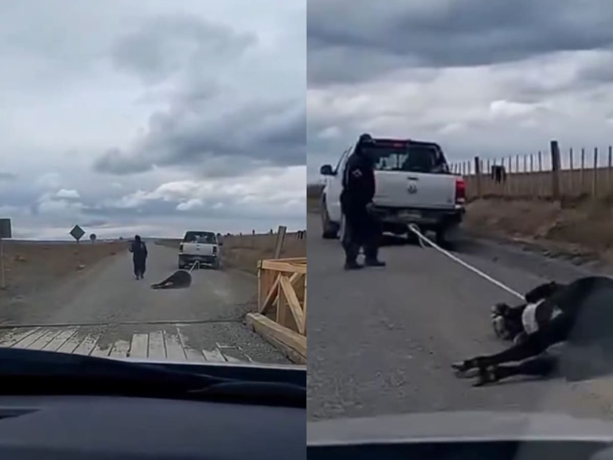 Brutal video de maltrato animal en Río Verde: captan a vaca siendo arrastrada por camioneta