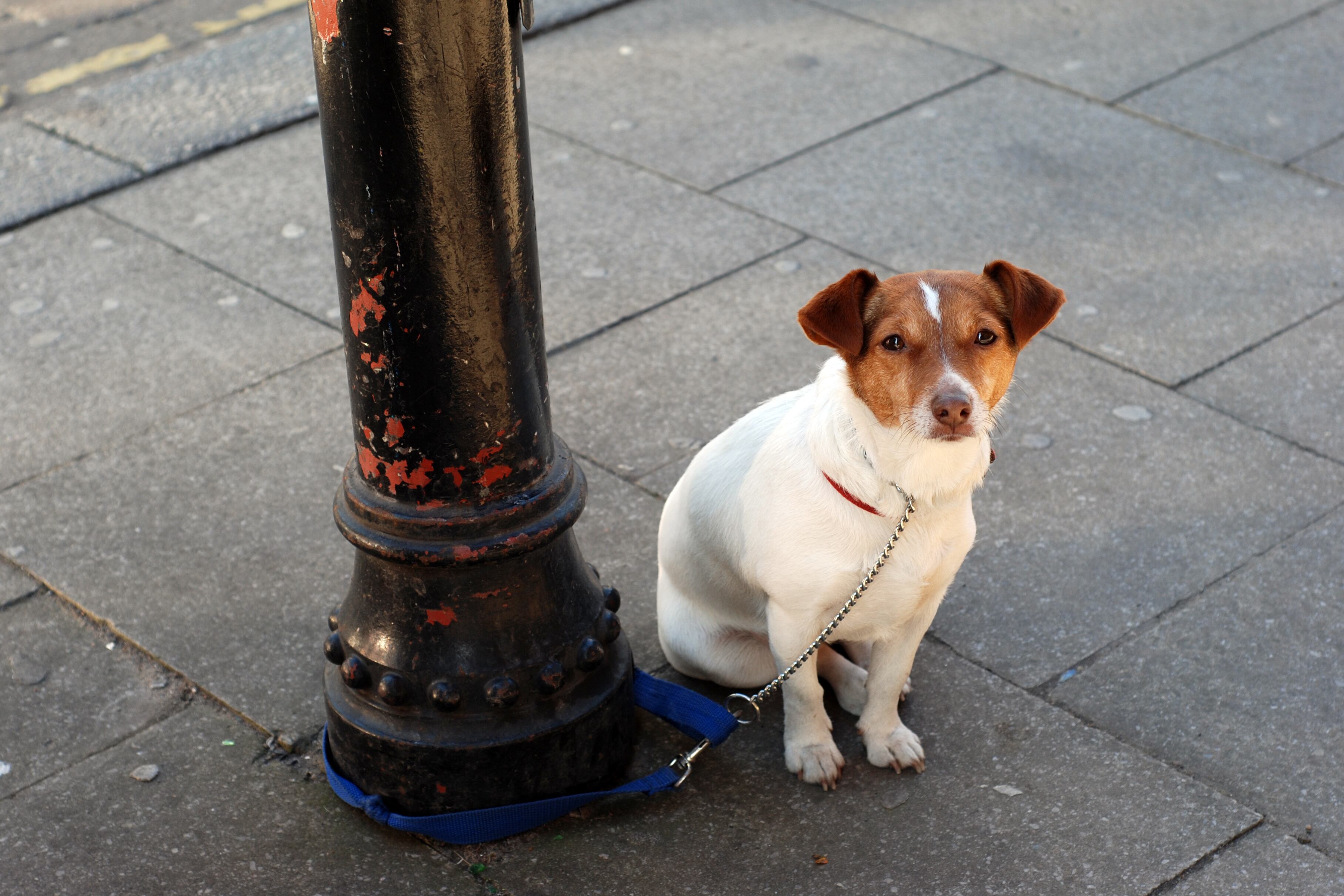 Dog waiting