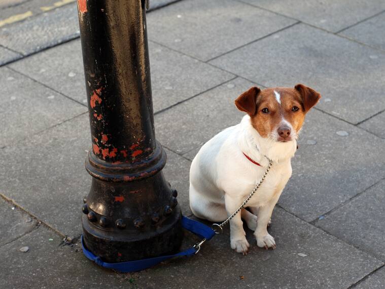 Dog waiting