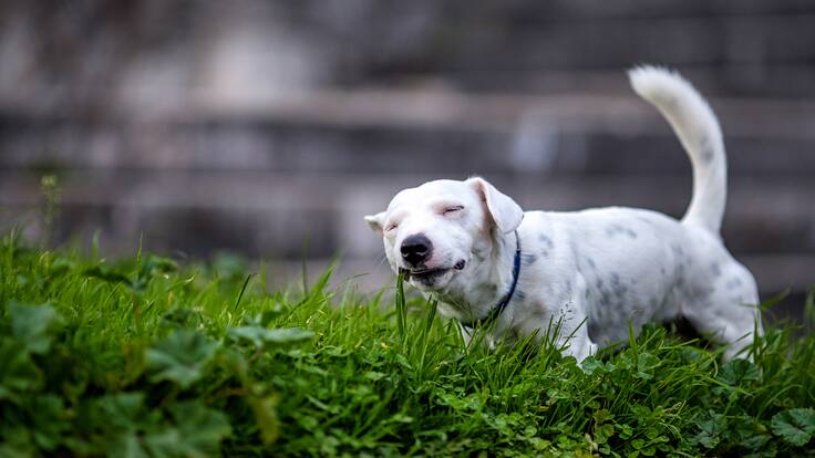 ¿Tu perro come pasto? Esta sería la verdadera razón, según estudios