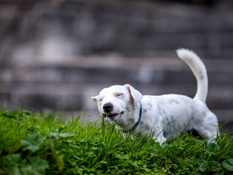 ¿Tu perro come pasto? Esta sería la verdadera razón, según estudios