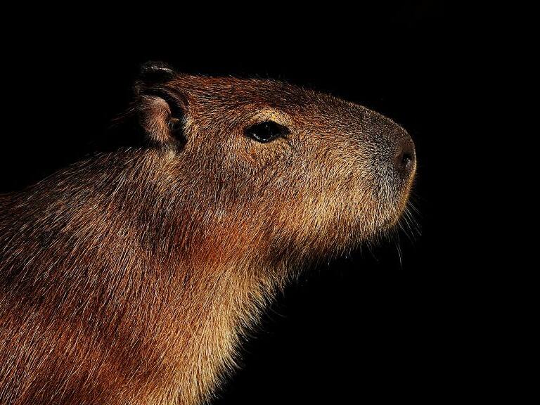 Carpincho - Referencial