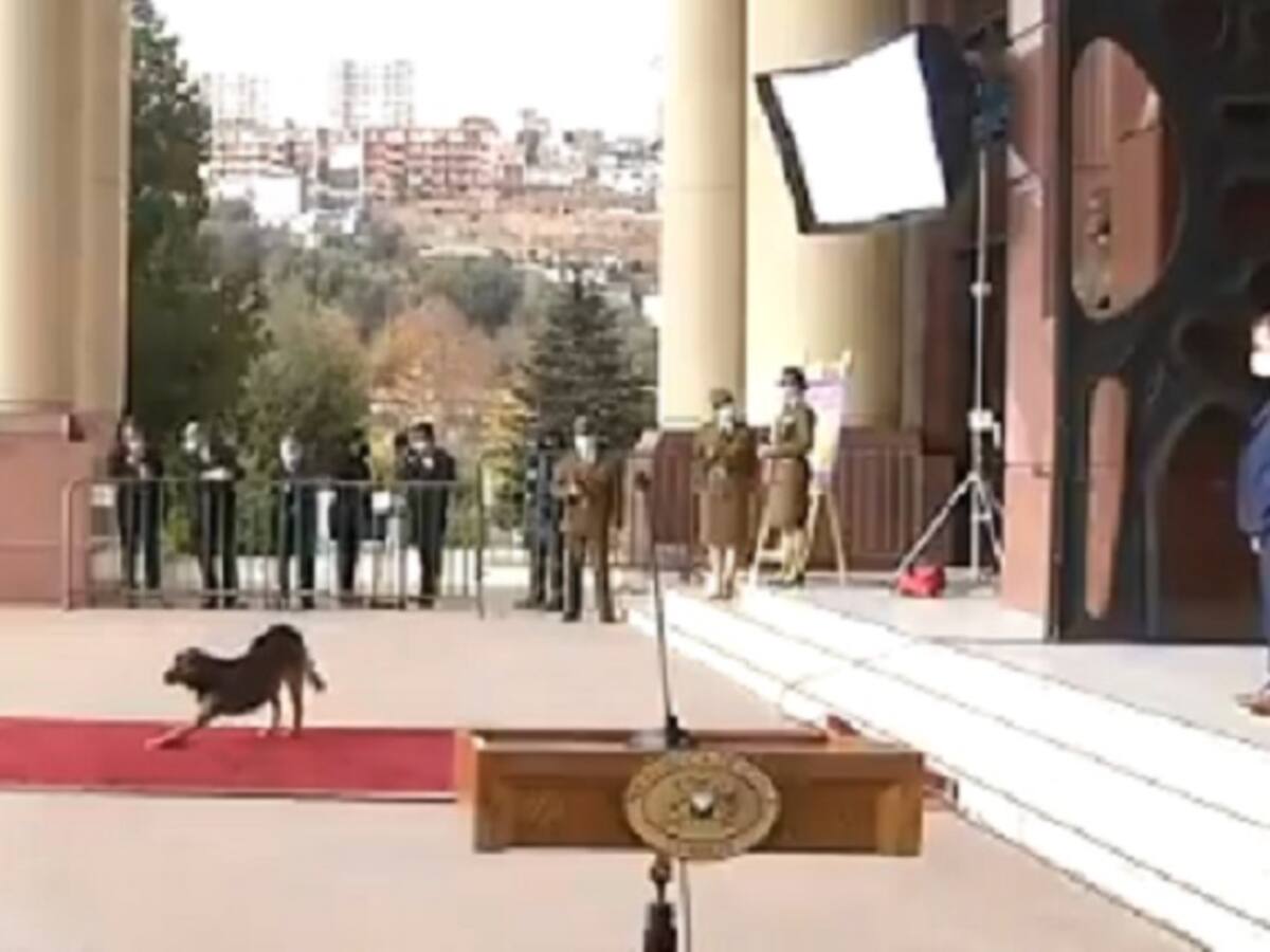 Perrito burló todas las medidas de seguridad en el Congreso y se paseó a placer por la alfombra roja