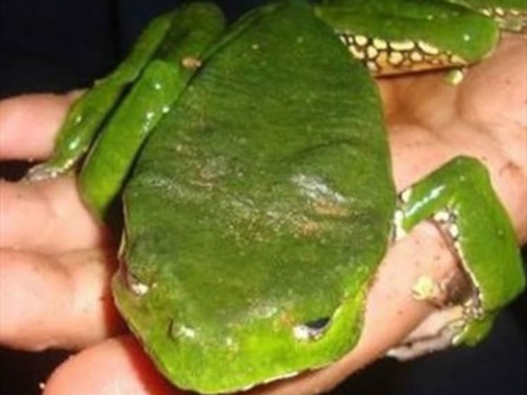 Mujer falleció durante terapia con peligroso veneno de rana