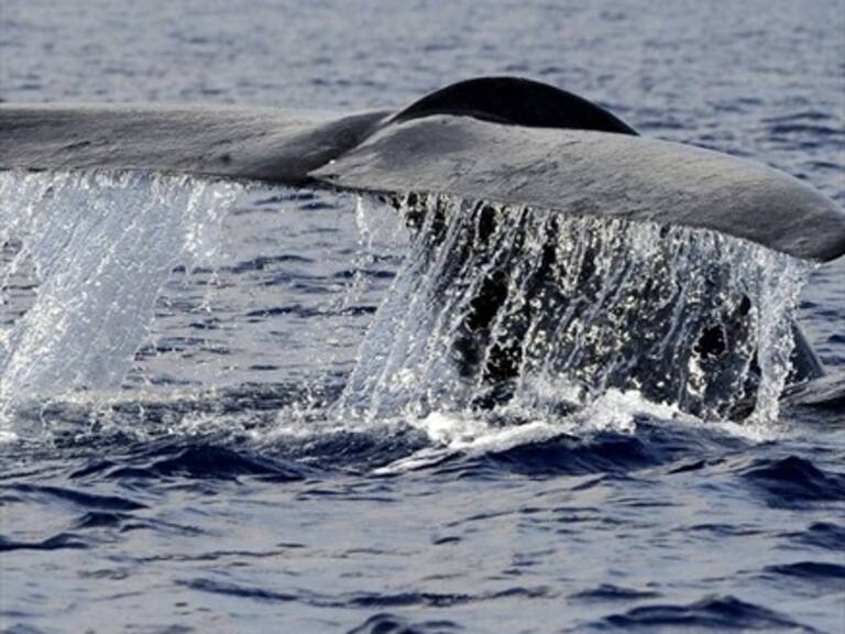 Superciencia: Conversamos sobre las ballenas con la oceanógrafa Susannah Buchan