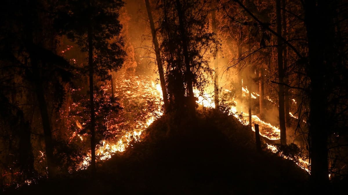 En libertad queda imputado por incendios forestales en el Maule: pericias psicológicas apuntan a «enajenación mental»