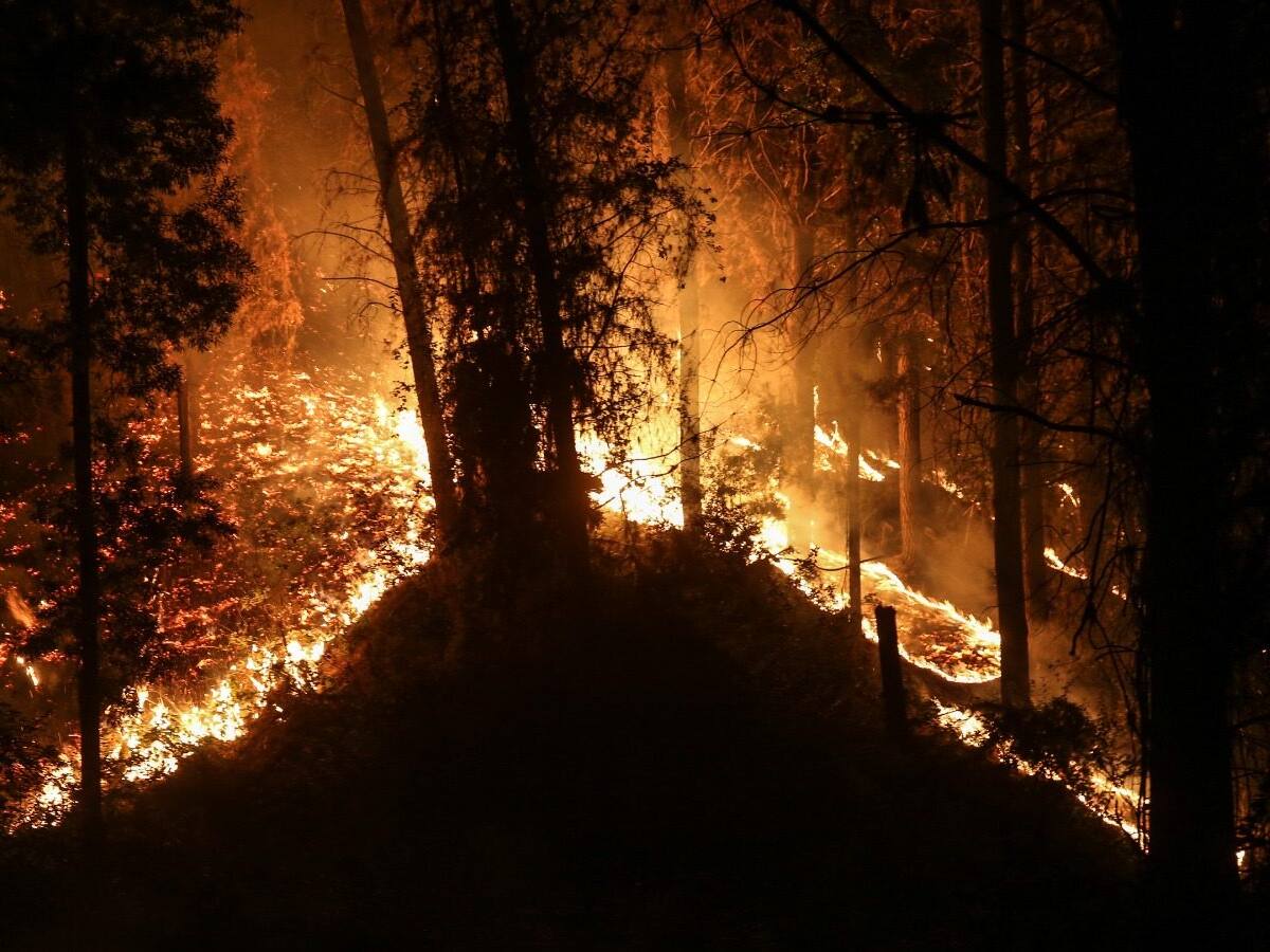 En libertad queda imputado por incendios forestales en el Maule: pericias psicológicas apuntan a «enajenación mental»