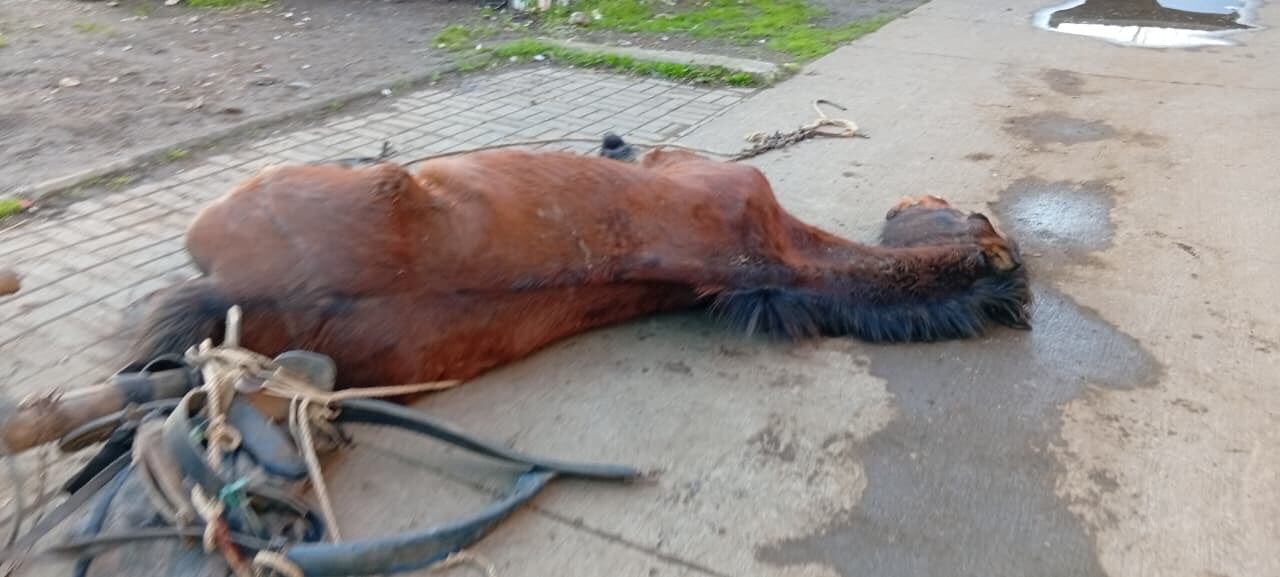 Agresión a caballo | Captura de pantalla
