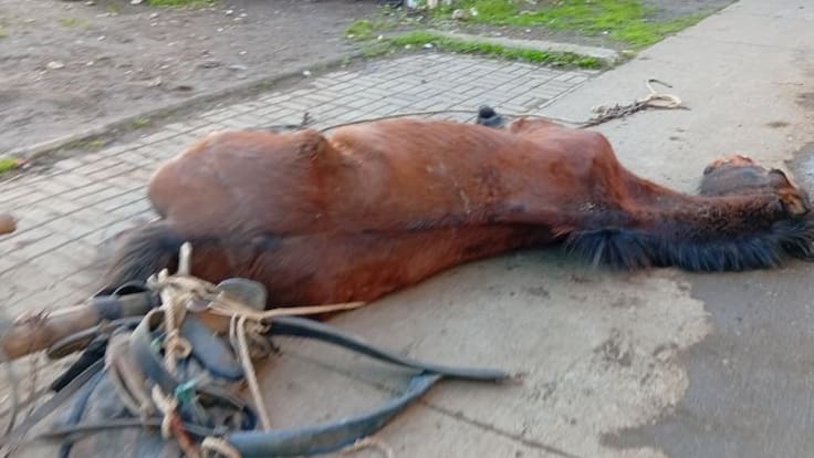 “Pateándolo y dándole latigazos”: Graban brutal agresión a un caballo y anuncian querella por delito