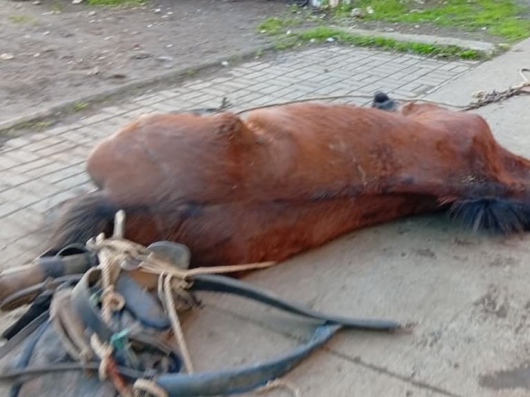 Agresión a caballo | Captura de pantalla