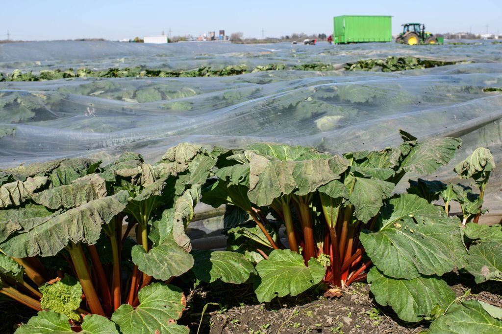 Una cosecha de alimentos en la ciudad alemana de Colonia