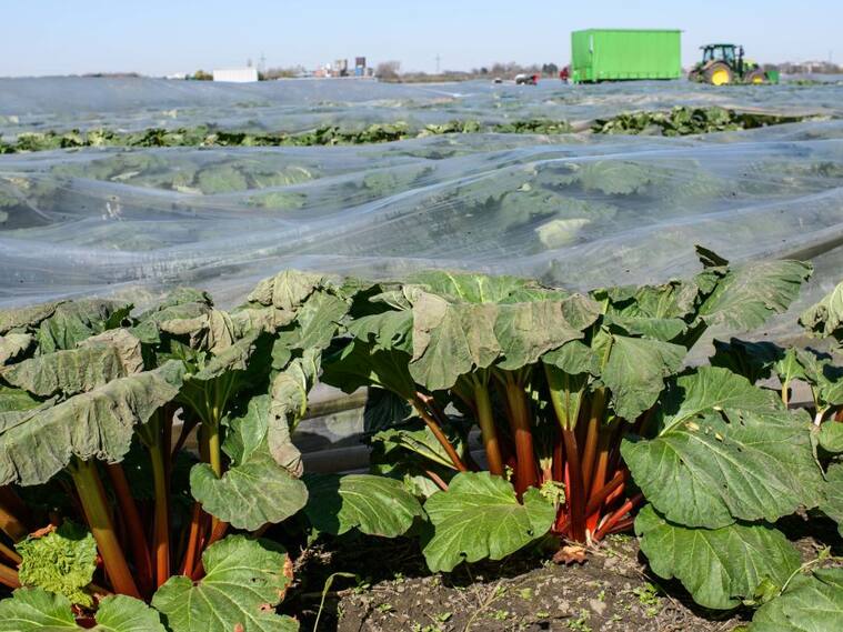 Una cosecha de alimentos en la ciudad alemana de Colonia