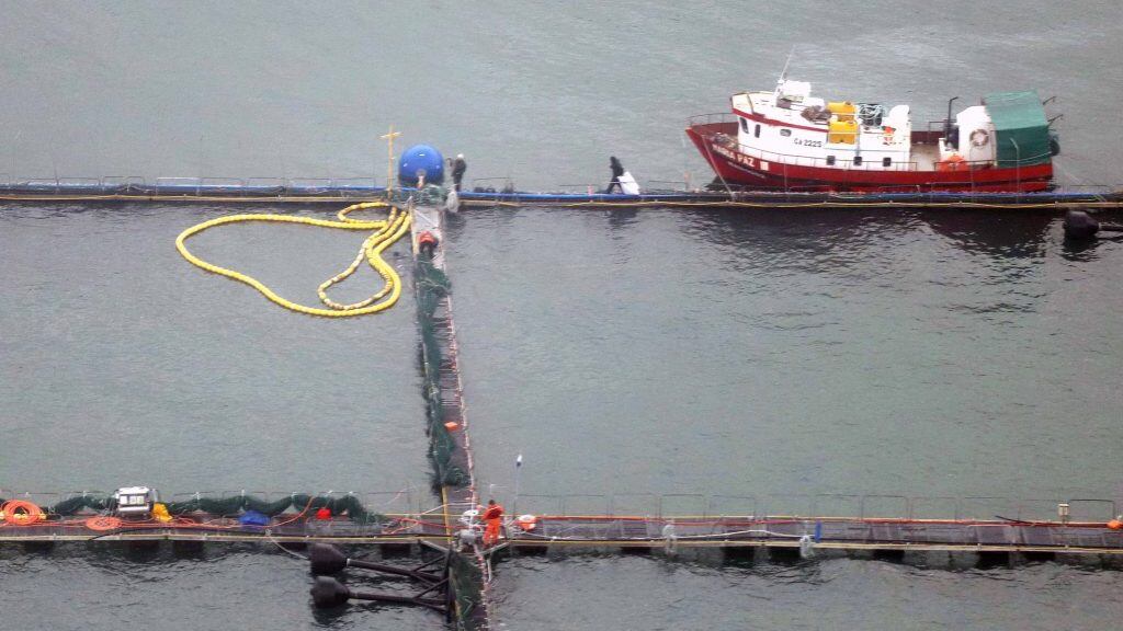 12 JULIO 2020 / PUERTO MONTTSeno de reloncaví faenas en balsas jaulas de salmones.
FOTO CRISTIAN DUARTE / AGENCIA UNO