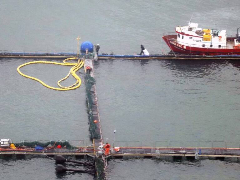 12 JULIO 2020 / PUERTO MONTTSeno de reloncaví faenas en balsas jaulas de salmones.
FOTO CRISTIAN DUARTE / AGENCIA UNO