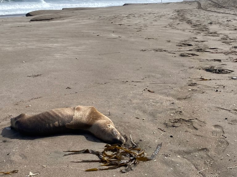 El contagio más austral del mundo: registran primer caso de gripe aviar en un lobo marino en Puerto Williams